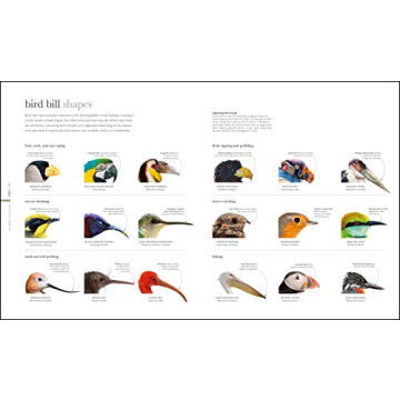 Zoology: Inside the Secret World of Animals - A Stunning Reference Book