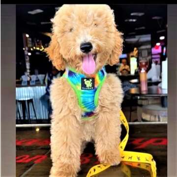 EcoBark Step in Dog Harness - Soft Mesh Dog Vest Harnesses for Puppies and Small Dogs - Reflective and Adjustable No Pull and No Choke Halter Harness - Mesh Comfort Padded Body Harness (Tie Dye, Med)