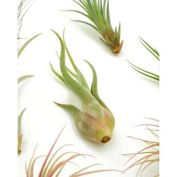 Live Air Plant Collection - Hand Selected Assortment of 8
