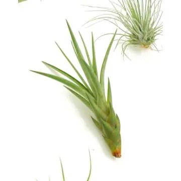 Live Air Plant Collection - Hand Selected Assortment of 8