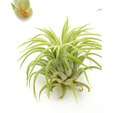 Live Air Plant Collection - Hand Selected Assortment of 8