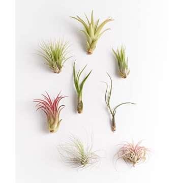 Live Air Plant Collection - Hand Selected Assortment of 8