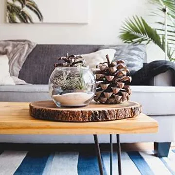 Live Air Plant Collection - Hand Selected Assortment of 8