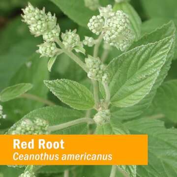 Herb Pharm Red Root Liquid Extract for Cleansing and Detoxifying - 1 Ounce (DRROOT01)