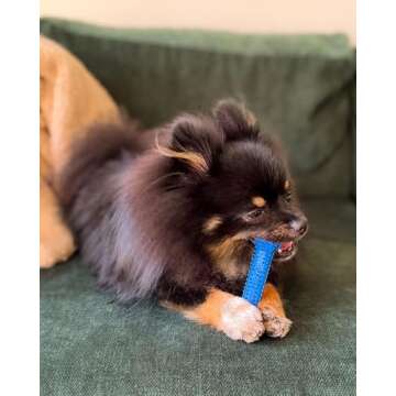 Nylabone Gumabone Textured Dental Bone Flexi Chew Toy for Dogs, Dog Toys for Moderate Chewers, Chick...