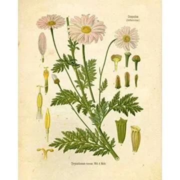 Ink Inc. Wildflower Prints - 8x10 Floral Wall Art Set of 6