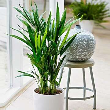 American Plant Exchange Areca Palm Indoor/Outdoor Air Purifier Live Plant, 6" Pot