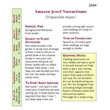 Nasturtium - Climbing Amazon Jewel Seeds with Stunning Variegated Foliage and Blossoms