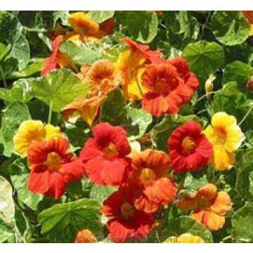 Nasturtium Climbing Amazon Jewel Seeds for Unique Gardens