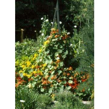 Nasturtium Climbing Amazon Jewel Seeds for Unique Gardens
