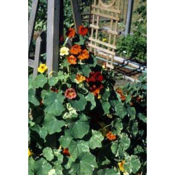 Nasturtium Climbing Amazon Jewel Seeds for Unique Gardens