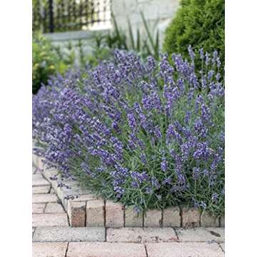 Organic Lavender Seeds - 200 Non-GMO Seeds with Guide