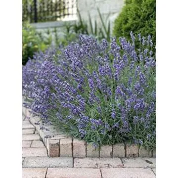 Organic Lavender Seeds - 200 Non-GMO Seeds with Guide