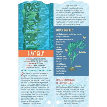 Explore Ocean Life with Fandex Kids: Ocean Facts Deck