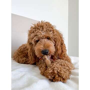 Nylabone Healthy Edibles Natural Dog Chews Long Lasting Bacon Flavor Treats for Dogs, Medium/Wolf (2...