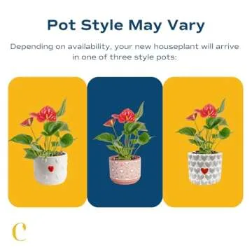 Costa Farms Anthurium Live Plant - Perfect Home Decor Gift