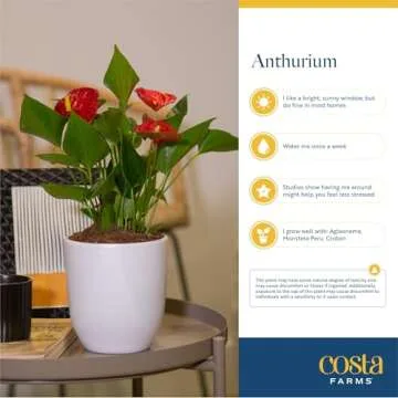 Costa Farms Anthurium Live Plant - Perfect Home Decor Gift