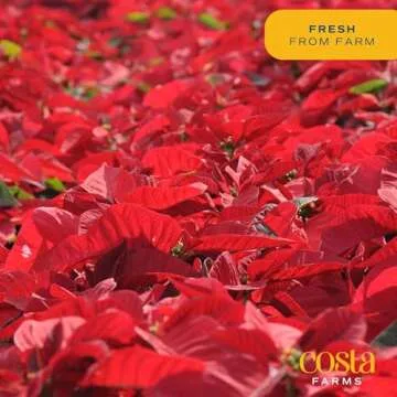 Costa Farms Anthurium Live Plant - Perfect Home Decor Gift