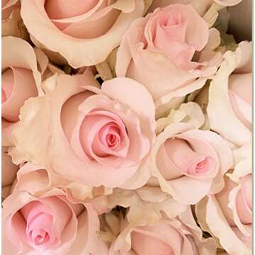Farm Direct 50 Fresh Pink Roses | Fresh Flowers Roses from Ecuador