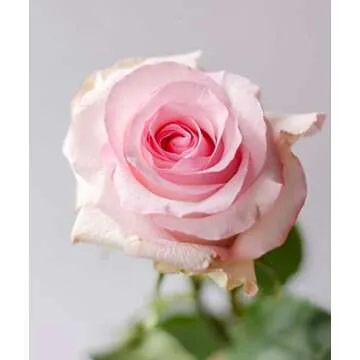 Farm Fresh Pink Roses Delivered from Ecuador in Days