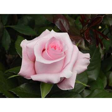 Farm Fresh Pink Roses Delivered from Ecuador in Days