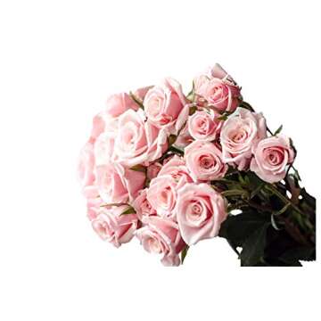 Farm Fresh Pink Roses Delivered from Ecuador in Days