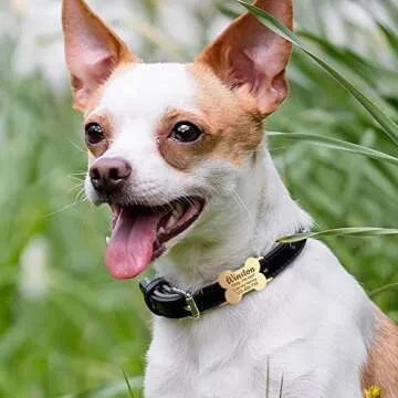 Anavia Bone Shape Slide On Silent Pet ID Tags, S/M/L/XL Gold Black Personalized Engraved Cat Dog Name Tags, Glossy Finish Stainless Steel Chew-Proof Quiet Dog Collar Tag