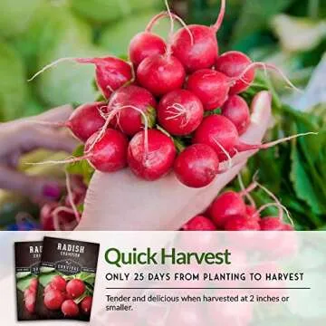 Champion Radish Seeds for Quick Vegetable Gardening