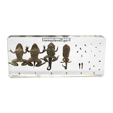 Lifecycle of a Frog Development Paperweight Specimens Paperweight Science Classroom Animal Specimen ...