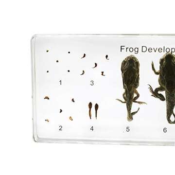 Lifecycle of a Frog Development Paperweight Specimens Paperweight Science Classroom Animal Specimen for Science Education