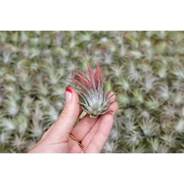 5 Pack Ionantha Air Plants Live Tillandsia Succulent Air Plant - Available in Wholesale and Bulk - Home and Garden Decor - Easy Care Indoor and Outdoor Plants Holders
