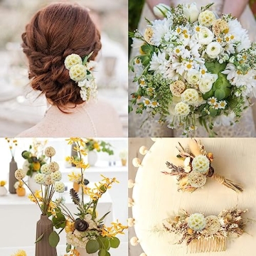 Natural Dried Craspedia Billy Balls for Home Decor