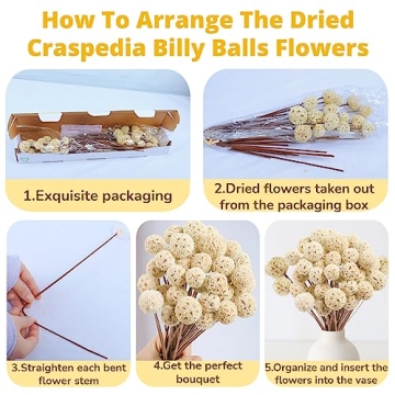 Natural Dried Craspedia Billy Balls for Home Decor