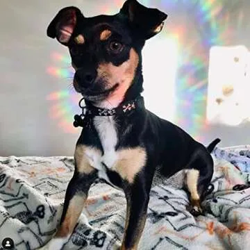 AREAWA 30 Pcs Star Ring Circle Window Clings - Anti-Collision Window Decals to Save Birds from Window Collisions,Non Adhesive Window Clings, Rainbow Stickers