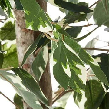 Artificial Variegated Ficus Tree for Easy Home Decor
