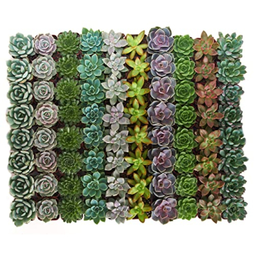 Shop Succulents Rosette Plant Pack - Bulk Buy 64 Beautiful Succulents!