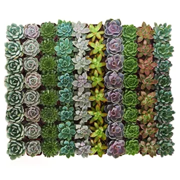 Shop Succulents Rosette Plant Pack - Bulk Buy 64 Beautiful Succulents!