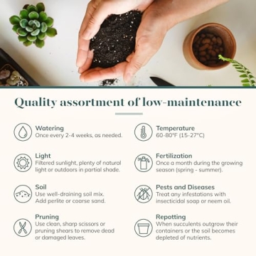 Shop Succulents Rosette Plant Pack - Bulk Buy 64 Beautiful Succulents!