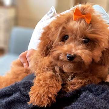 YAKA 60PCS (30 Paris) Cute Puppy Dog Small Bowknot Hair Bows with Rubber Bands Handmade Hair Accessories Bow Pet Grooming Products(Mix Colors)