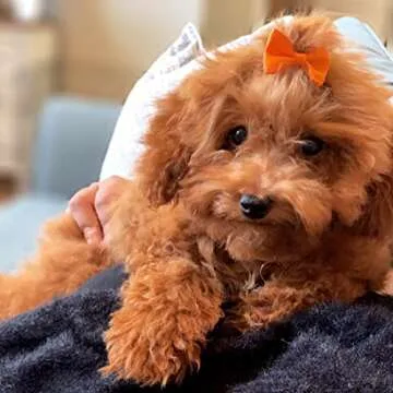 YAKA 60PCS Adorable Pet Hair Bows - Colorful Accessories for Pets