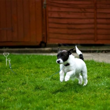 BINGPET Dog Tie Out Cable & Stake for Safe Outdoor Fun