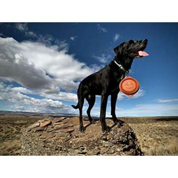 Ruff Products BarkBowl (800ml) - Collapsible Dog Bowl (Burnt Orange) Premium Quality, Platinum-Cured Food Grade Silicone, No Plastic Rim, Food Safe, Large Travel Bowl