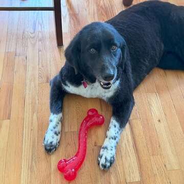 SPOT Play Strong S Bone - Durable TPR, Long Lasting Dog Chew for Aggressive Chewers, Hollow Center to Hide Treats, Virtually Indestructible Toy for Large Dogs & Puppies up to 90lbs - 12 inch