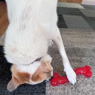 SPOT Play Strong S Bone - Durable TPR, Long Lasting Dog Chew for Aggressive Chewers, Hollow Center to Hide Treats, Virtually Indestructible Toy for Large Dogs & Puppies up to 90lbs - 12 inch
