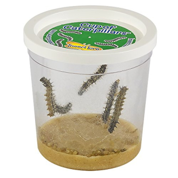 Insect Lore Butterfly Garden Live Caterpillar Kit