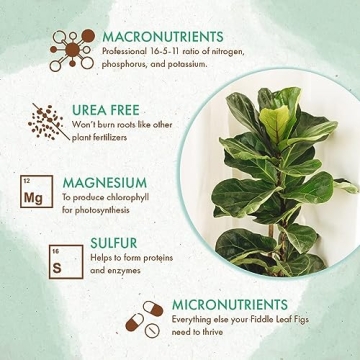 Fiddle Leaf Fig Tree Fertilizer Beads for Healthy Growth