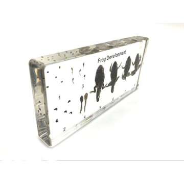 Amazingbug Lifecycle of a Frog Development Paperweight Science Classroom Specimens for Science Educa...