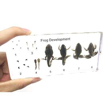 Amazingbug Lifecycle of a Frog Development Paperweight Science Classroom Specimens for Science Education
