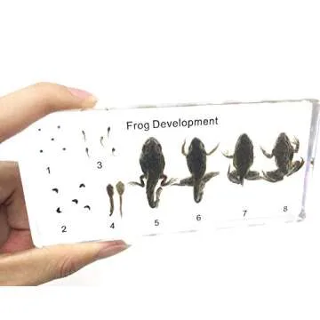 Amazingbug Frog Lifecycle Paperweight for Science Education