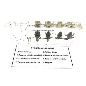 Amazingbug Lifecycle of a Frog Development Paperweight Science Classroom Specimens for Science Education